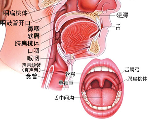 慢性咽炎对人体有哪些危害【南京耳鼻喉医院怎么样】